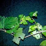 Distorted and curled foliage on a viburnum that was caused by the feeding activity of the Snowball aphid early in the spring. (R. Childs)