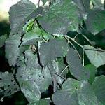 Linden leaves displaying large amounts of sooty mold on the upper leaf surfaces. The primary cause was from the honeydew produced byu aphids that colonized the tree throughout the growing season. (R. Childs)