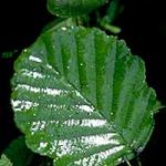 An alder leaf displaying much honeydew from a large aphid population. These leaves later became very blackened by sooty mold. (R. Childs)