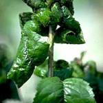 Distorted foliage of a viburnum that was caused by Snowball aphid feeding activity as the foliage emerged from the bud in the spring. (R. Childs)