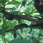 Black knot galls on shaded interior branches of a plum (Prunus domestica). Photo by N. Brazee