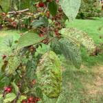 Apple scab foliar lesions on crabapple (Malus).