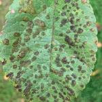 Apple scab foliar lesions on crabapple (Malus).