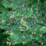 Tips of arborvitae foliage mined by the arborvitae leafminer. (Photo: R. Childs) 