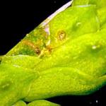 A cut-away view of the foliage showing a new larva within the foliage. (Photo: R. Childs) 