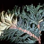 Arborvitae foliage that was killed by winter conditions and not a leafminer. (Photo from the UMass Entomology teaching collection)