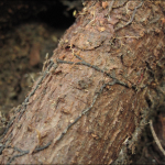Rhizomorphs produced by Armillaria attached to the root of an infected eastern hemlock.