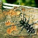 An adult Asian Longhorned Beetle displaying the characteristic coloration and markings. Photo by: Ken Law, USDA