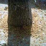 Copious amounts of coarse sawdust are produced adult beetles as they emerge from the host tree. Photo by: Dennis Souto, USDA Forest Service