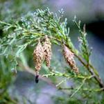 Bagworm caterpillars within their cases made from plant foliage. (Photo: R. Childs)