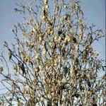 Dead foliage of an arborvitae displaying the old gray bags of a recent past bagworm infestation. (Photo: R. Childs)