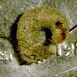 A close-up of the snailcase bagworm (different species) on a dime to show relative size. (Photo: R. Childs)