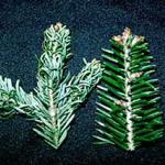 The long term results of Balsam Twig Aphid feeding on a fir. Note the damaged needles on the left and healthy unaffected nedles on the right. (Photo: R. Childs)