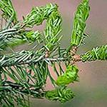 Newly injured foliage on a fir. Note the twisted needles and honeydew. (Photo: R. Childs)