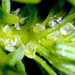 A close up of the sticky globs of honeydew that aer produced by the Balsam Woolly Aderlgid on the host plant foliage. (Photo: R. Childs)