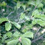 Healthy, new, unaffected foliage of a fir tree in early spring. (Photo: R. Childs)
