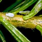 A nymph of the Balsam Twig Adelgid. (Photo: R. Childs)