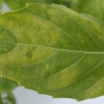 Yellow banding on upper leaf surface caused by basil downy mildew. 