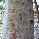 Red-colored perithecia produced by Neonectria on an American beech. Photo by N. Brazee