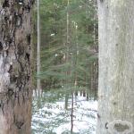 A disease-resistant American beech (right) next to a beech badly infected by beech bark disease (left). Photo by N. Brazee