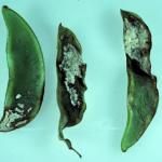 Downy Mildew caused by Phytophthora phaseoli infects broad bean, pea, and lima bean (Phaseolus lunatus). Photo: R.L. Wick