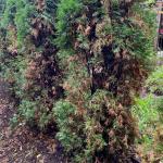 Severe case of arborvitae needle blight in a row of Emerald Green arborvitae (Thuja occidentalis 'Smargd'). Photo by Becky Wilson.