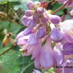 Honey bee landing on hosta flower