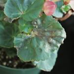 Foliar nematodes on Begonia