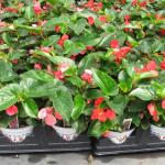 Begonias in pots - tender annual to be planted after danger of frost in warm soil.