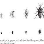 Billbug Life Stages