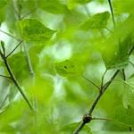 Note the tiny (blackfly-sized) adults of the birch leaefminer on the host foliage. Visual inspections can be performed by gently shaking the foliage and observing their numbers. (Photo: R. Childs)