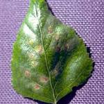 This birch leaf is showing about a dozen tiny yellow these. These represent individual leaf miners at each of those sites. These mines will expand and then coalesce into one giant blotch mine. (Photo: R. Childs) 