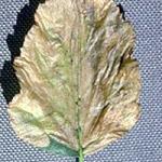 A birch leaf that has been completely mined by birch leafminer larvae. All of the foliage on a susceptible tree may appear like this by late May in New England. (Photo: R. Childs)