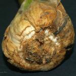 Symptoms of garlic bloat nematode infection on the exterior of a garlic bulb. Photo: B. Watts