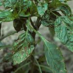 Bacterial leaf spot of pepper, caused by Xanthomonas campestris pv. vesicatoria. Individual leaf spots are small but often coalesce into larger necrotic areas, as seen in the center leaf. Photo: R. L. Wick