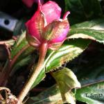 Broad mite damage on New Guinea flower bud