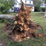 Strong winds uprooted a northern red oak (Quercus rubra) infected by Bondarzewia berkeleyi. Photo by Katherine Ghantous.