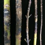 Symptoms of Botryosphaeria canker can include blackened, sunken and splitting bark on infected stems and branches, as shown on this red twig dogwood (Cornus sericea). Photo by N. Brazee