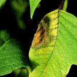 Botrytis on Poinsettia leaf, with spores