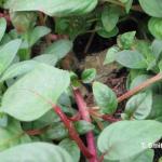 Botrytis canker on Fuchsia with spores