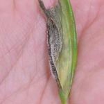 Botrytis ellipteca on lily