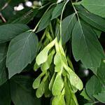 Seeds and foliage of the female boxelder tree. (Photo: R. Childs)