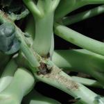 Scarring on a broccoli petiole, caused by Swede midge larvae feeding. Photo: Swede Midge Information Center for the U.S.