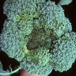 Head rot of broccoli caused by downy mildew. Photo: R. L. Wick