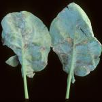 Downy mildew on broccoli foliage. Photo: R. L. Wick