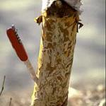 The bark has been removed in this photograph to reveal the "winding, tortuous mining of the bronze birch borer larvae. This tree was a River birch and believed to be resistant to this pest but it arrived from the nursery with an insufficient rootball and therfore was under great stress, of which the bronze birch bore took full advantage. (Photo: R. Childs)