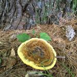 Phaeolus schweinitzii, known as the velvet top fungus, cause of brown cubical rot. Photo by N. Brazee