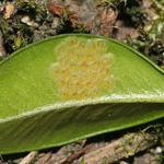 Box tree moth eggs on the underside of a boxwood leaf. Photo courtesy of: Walter Schon.