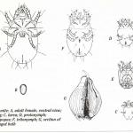 Bulb mite stages of development and feeding injury