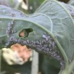 Cabbage aphids. Photo: UMass Extension Vegetable Program